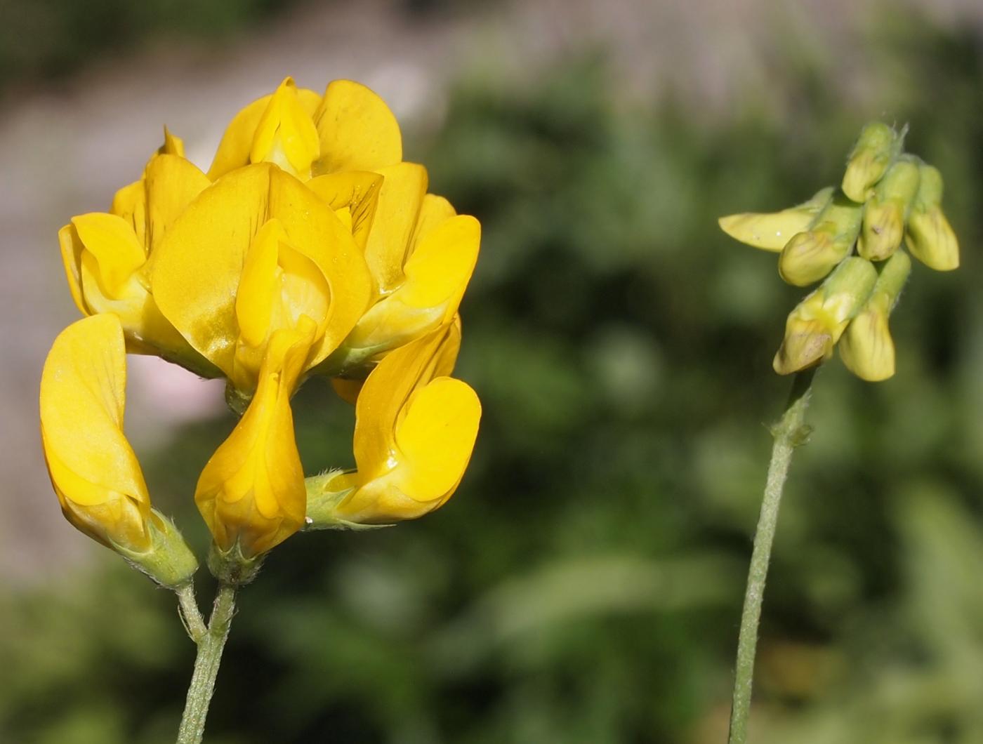 Vetchling, Meadow flower